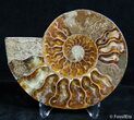 Inch Split Ammonite Pair #2637-3